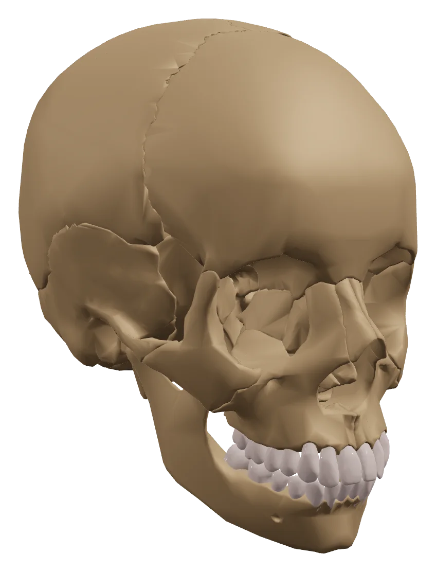 Cráneo en 3D con los dientes
