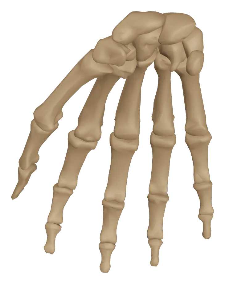 Huesos de la mano en 3D